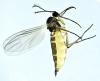 Bradysia sp.